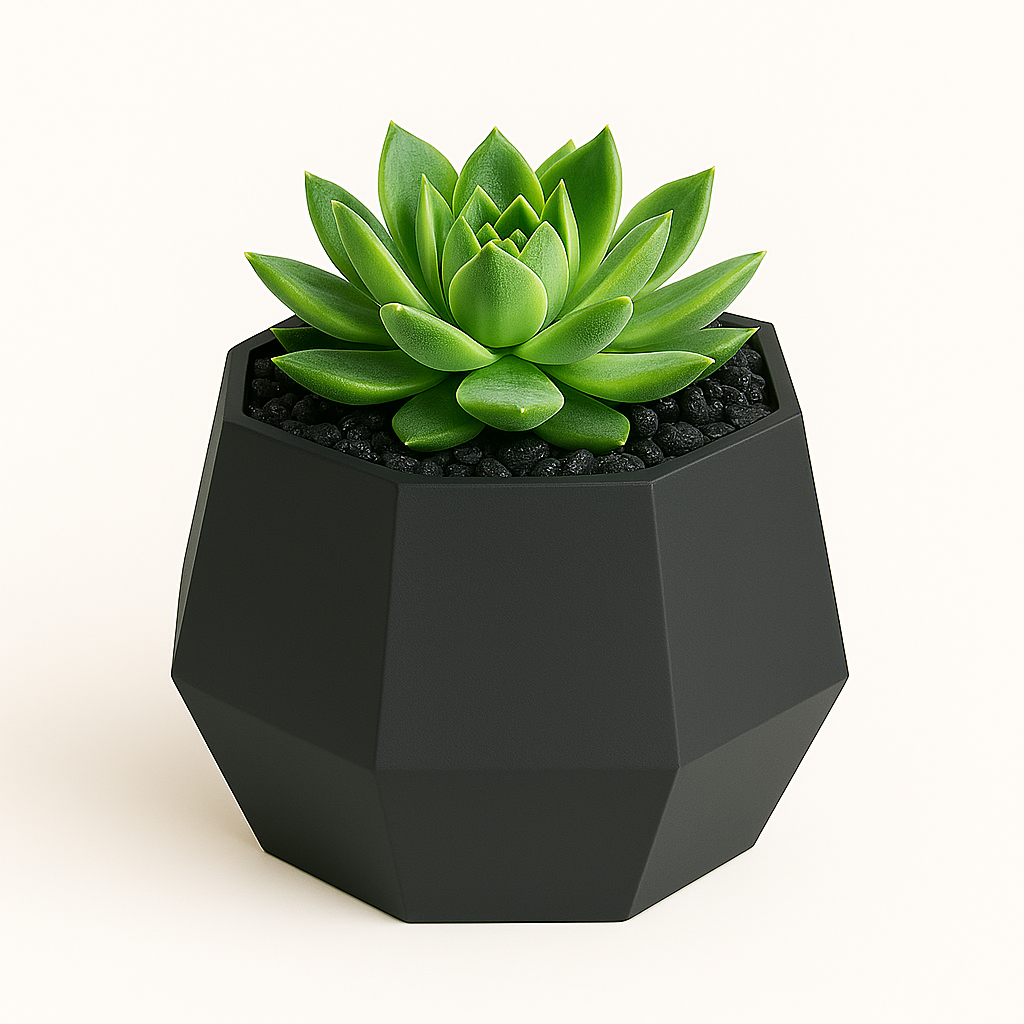 Green succulent plant in a black geometric pot on a white background